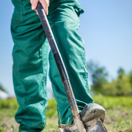 Gardener digging in a garden with a shovel. Preparing soil for new plants. Gardening.